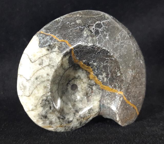 Manticoceras sp. HYATT 1884 - Bild &copy; FossNet FossilienStore